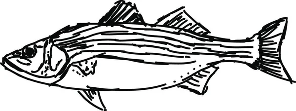 魚の描画 イラスト 白い背景のベクトル — ストックベクタ