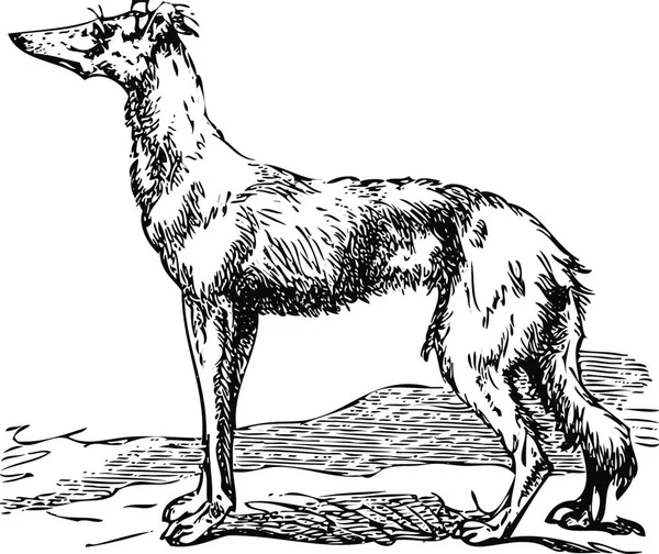Векторна Ілюстрація Собаки — стоковий вектор