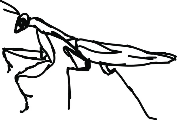 Schwarz Weiße Zeichnung Einer Ameise — Stockvektor