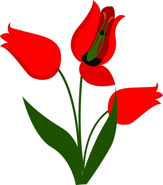 Rode Tulp Bloem Witte Achtergrond — Stockvector