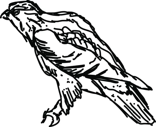 Ilustração Preto Branco Pássaro —  Vetores de Stock