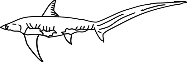 サメの描画 イラスト 白い背景のベクトル — ストックベクタ