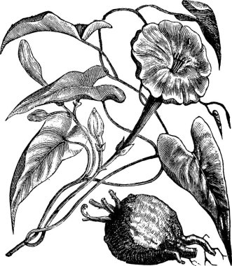 Exogonium purga or Ipomoea jalapa or Ipomoea or Jalap Bindweed or Jalapa, vintage engraving. Old engraved illustration of Exogonium purga isolated on a white background. clipart