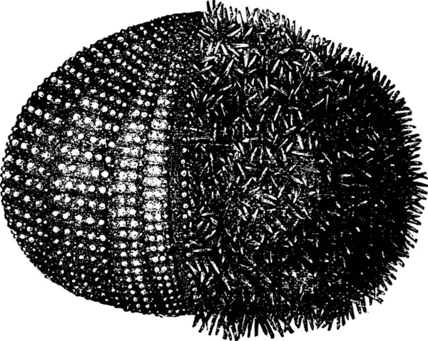 Sea Urchin Urchins Vintage Engraved Illustration Natural History Animals 1880 — Stock Vector