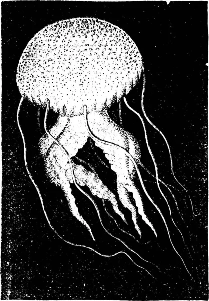 Medusa Pelagia Ilustrasi Kuno Sejarah Alam Hewan 1880 - Stok Vektor