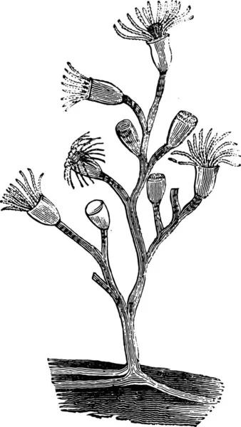 히드라 빈티지 새겨진된 그림입니다 1880의 자연사 — 스톡 벡터