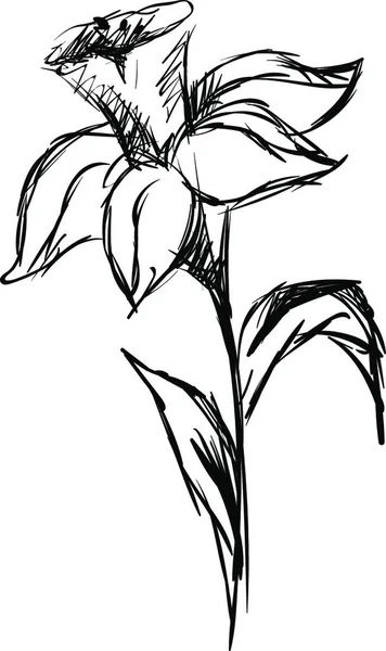 Daffodil Sketch Illustration Vector White Background — Stock Vector