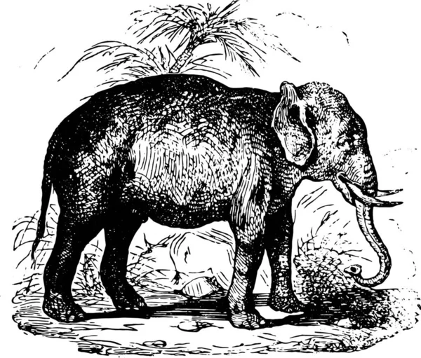 Elefante Floresta Vintage Gravada Ilustração Animaux Sauvages Domestiques Para Crianças — Vetor de Stock