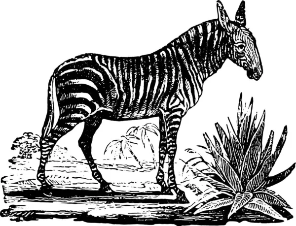 Ilustrace Černobílého Obrazu Zebry — Stockový vektor