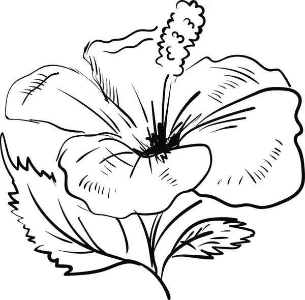 Hibiscus Schets Illustratie Vector Witte Achtergrond — Stockvector