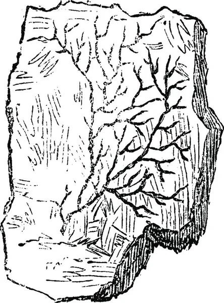 古い植物 カンブリア紀 石化コンドライト ヴィンテージには 図が刻まれています 1886 前に地球 — ストックベクタ