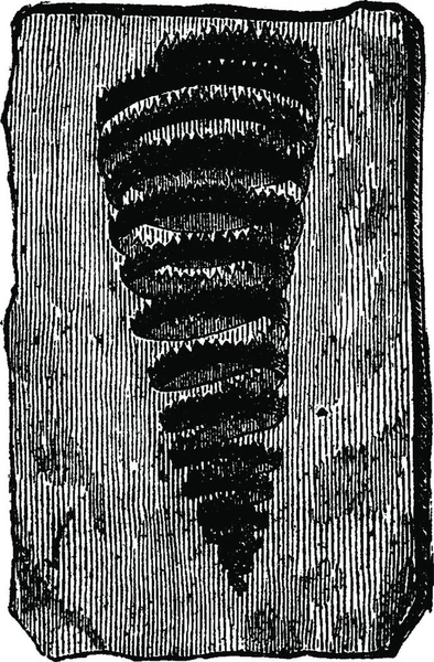 Graptoliter Turriculatus Vintage Ingraverad Illustration Jorden Innan Man 1886 — Stock vektor