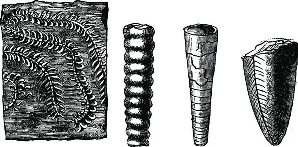 古い動物 カンブリア紀とシルル紀の期間 ヴィンテージには図が刻まれています 1886 前に地球 — ストックベクタ