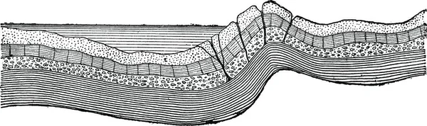 세계의 껍질에서 빈티지 새겨진 1886 — 스톡 벡터