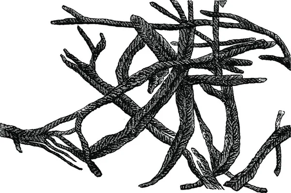 Illustration Einer Pflanze Mit Schwarz Weißem Hintergrund — Stockvektor