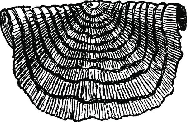 Strophomena ヴィンテージには 図が刻まれています 1886 前に地球 — ストックベクタ