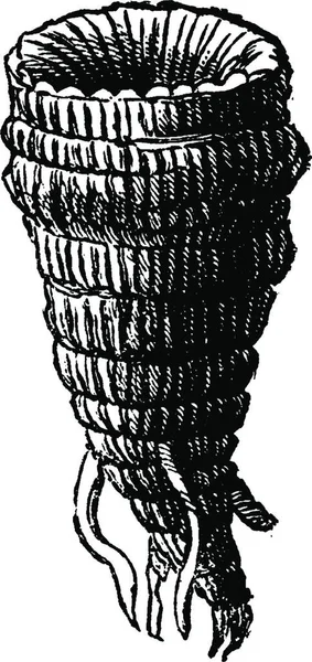 Omphyma Ukiran Ilustrasi Kuno Bumi Sebelum Manusia 1886 - Stok Vektor