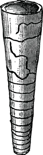 Orthoceras Salsaklubbar Vintage Ingraverad Illustration Jorden Innan Man 1886 — Stock vektor