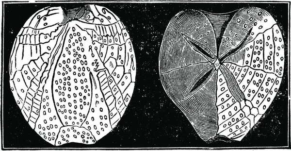 Échinodermes Fossiles Illustration Gravée Vintage Terre Avant Homme 1886 — Image vectorielle