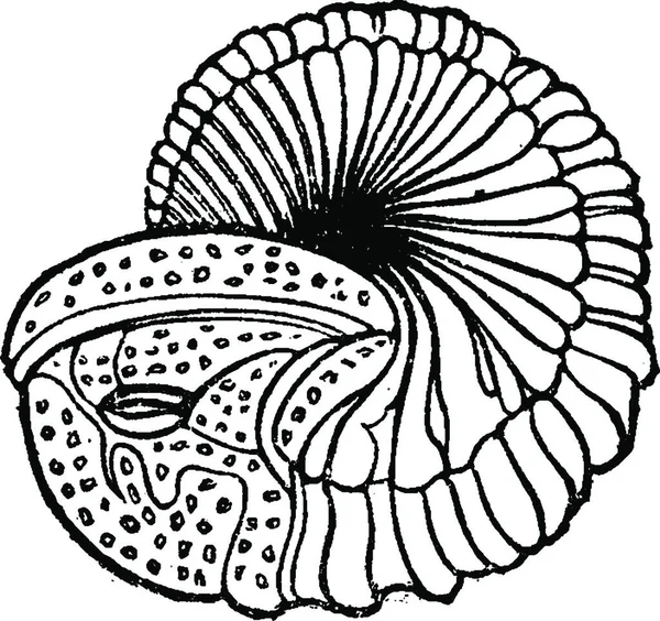 Trilobite Illustration Gravée Vintage Terre Avant Homme 1886 — Image vectorielle