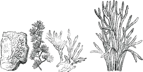 Vektorillustration Mit Skizze Und Pflanzen Schwarz Weiß Gestochene Tintenillustrationen Handgezeichnete — Stockvektor