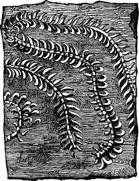 Nereites Cumbriensis 复古雕刻插图 地球在人之前1886 — 图库矢量图片