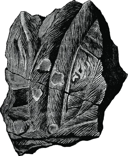 Bilobites 빈티지 새겨진된 1886 — 스톡 벡터