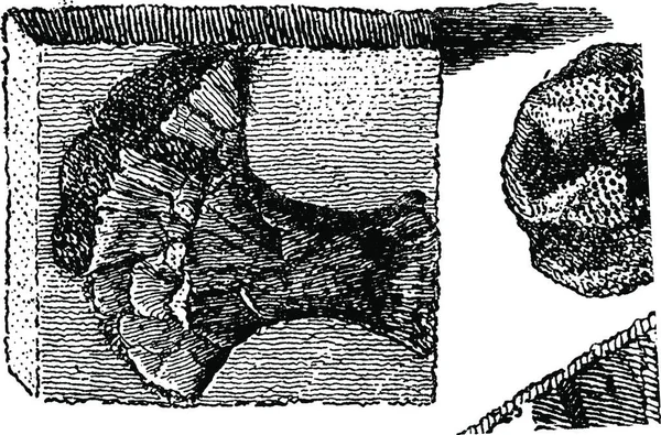 Fossila Samlingar Vintage Graverad Illustration Jorden Före Människan 1886 — Stock vektor