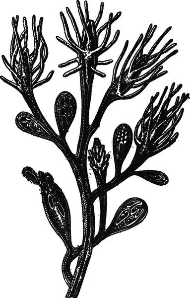 Hydroid 식민지 Cordylophora Lacustris 빈티지 일러스트를 새겨져 1886 — 스톡 벡터