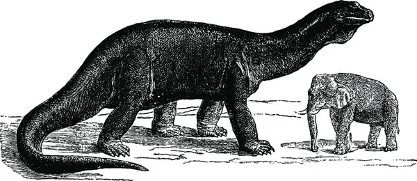 Illustrazione Immagine Incisa Molto Antica Vintage Rinoceronte — Vettoriale Stock