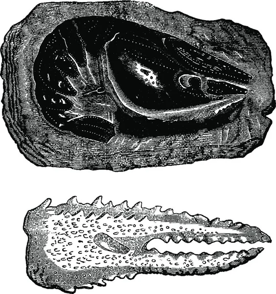 Crustáceos Era Triássica Lagostins Crus Garras Ilustração Gravada Vintage Terra — Vetor de Stock