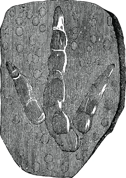 Triassic 1886 — ஸ்டாக் வெக்டார்