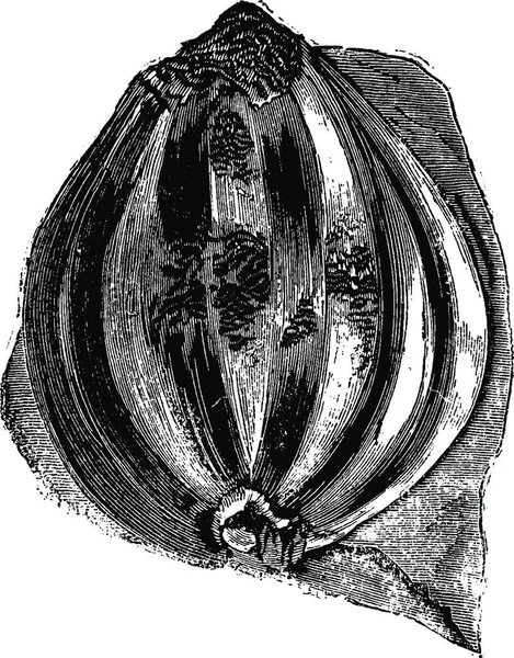 梨子的果实 石化的 古老的雕刻插图 1886年地球先于人类 — 图库矢量图片