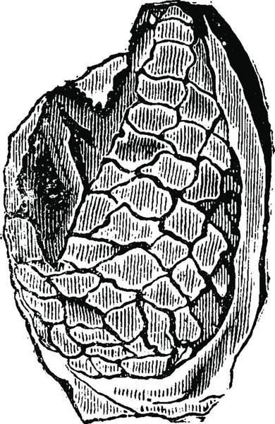 Fruits Cycads Illustration Pétrifiée Gravée Vintage Terre Avant Homme 1886 — Image vectorielle