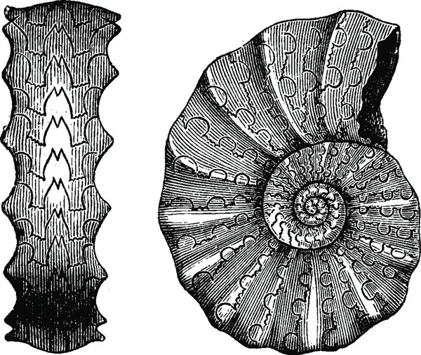 Ammonites Triássico Vintage Gravada Ilustração Terra Diante Homem 1886 —  Vetores de Stock