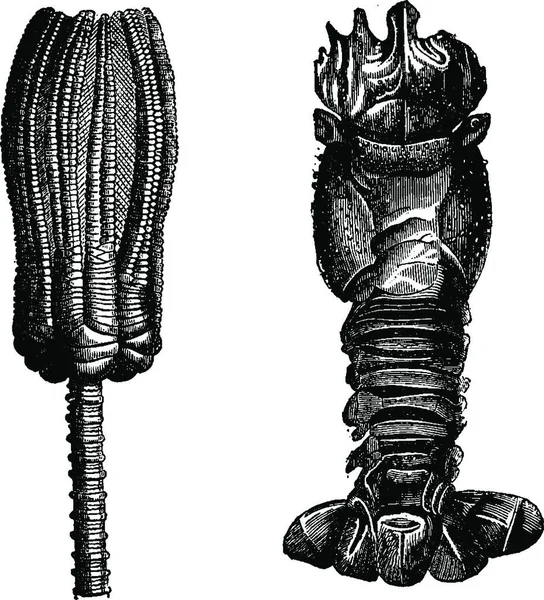 Ілюстрація Ескізу Вінтажного Ретро Стилю Малюнка Дерева Скелетом — стоковий вектор