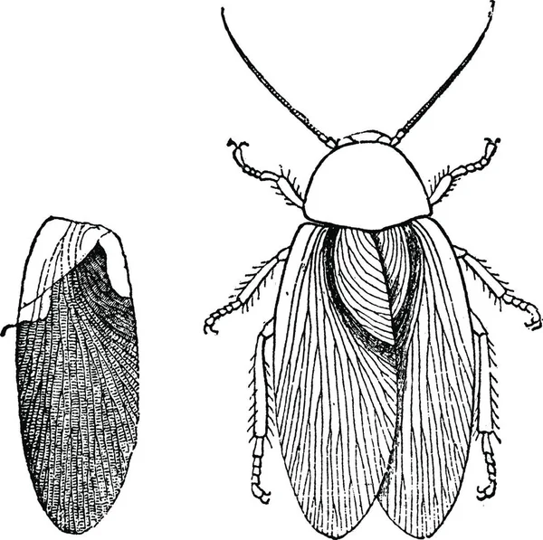 甲虫的图解 — 图库矢量图片