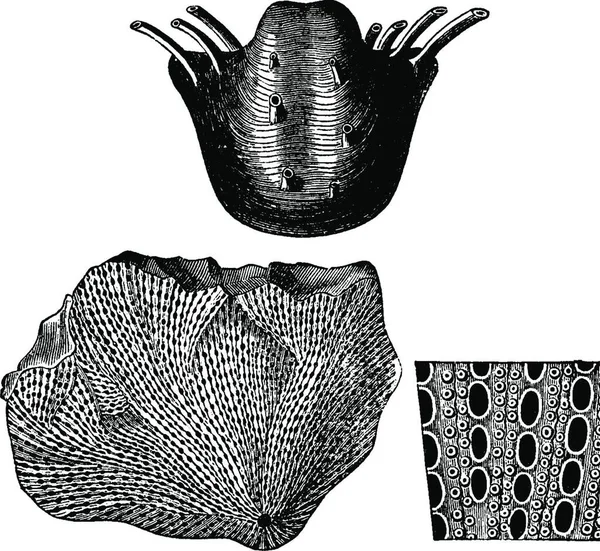 Mollusker Från Perm Productuss Horridus Fenestella Retilformis Med Utvidgade Fragment — Stock vektor