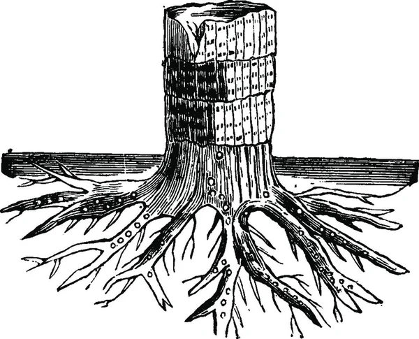 Ілюстрація Намальованого Вручну Ескізу Дерева Шкідниками — стоковий вектор