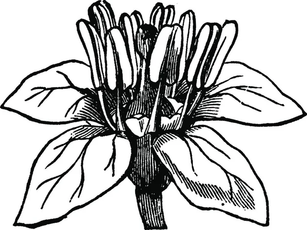 Vectorillustratie Van Een Zwart Witte Tekening Van Een Bloem — Stockvector