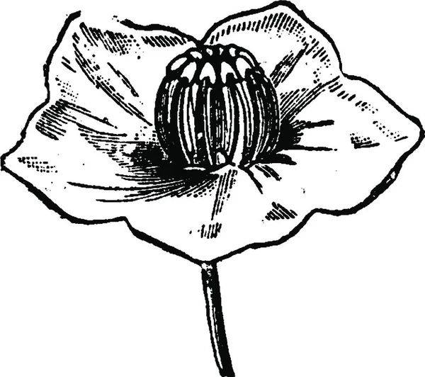 Bir Çiçeğin Vektör Illüstrasyonu — Stok Vektör