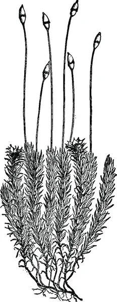 Иллюстрация Растения Черным Фоном — стоковый вектор