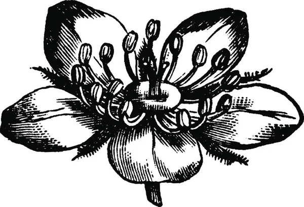 Bir Çiçeğin Siyah Beyaz Çizimi — Stok Vektör
