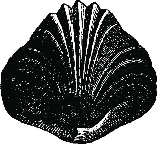 Rhynchonelle ビンテージの刻まれた図の異なる側面から見た 1886 前に地球 — ストックベクタ