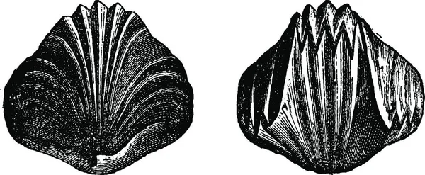 Egy Gyönyörű Kagyló Fekete Fehér Képének Illusztrációja — Stock Vector