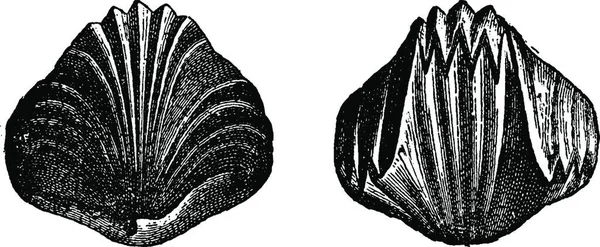 Illustration Une Image Noir Blanc Une Belle Coquille — Image vectorielle