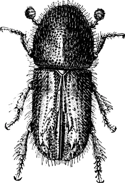 Illustration Eines Schwarz Weiß Bildes Eines Käfers — Stockvektor