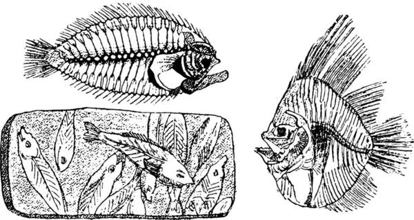 Scheletro Fossile Rombo Chiodato Scheletro Fossile Platax Altissimus Hemi Rhynchus — Vettoriale Stock