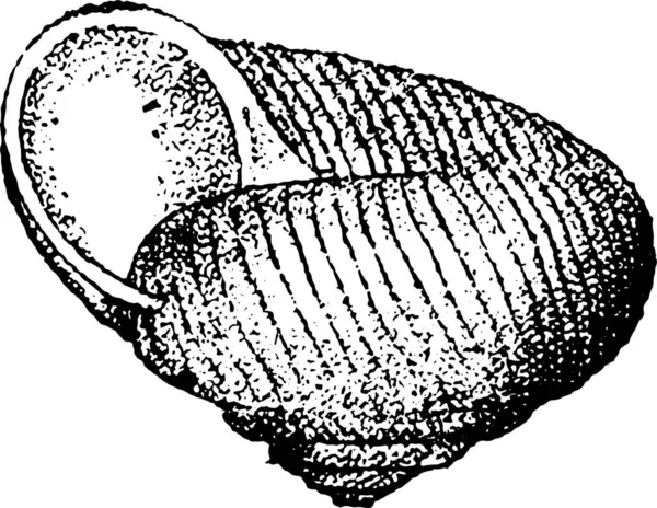 Dies Ist Eine Illustration Einer Walnusspflanze — Stockvektor