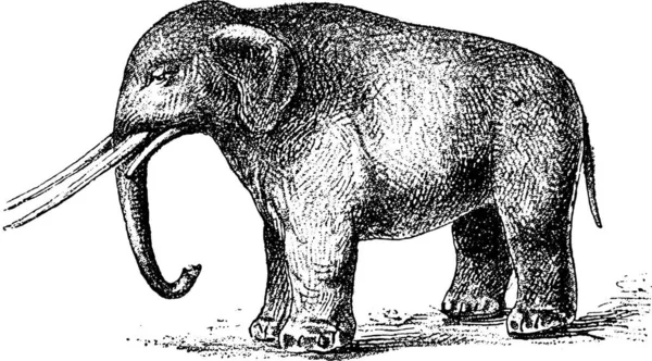 Ilustração Desenhada Mão Elefante — Vetor de Stock